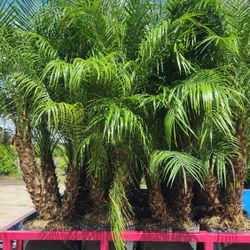 Spectacular Robollinis Palms About 6 Feet Tall!! Fertilized 