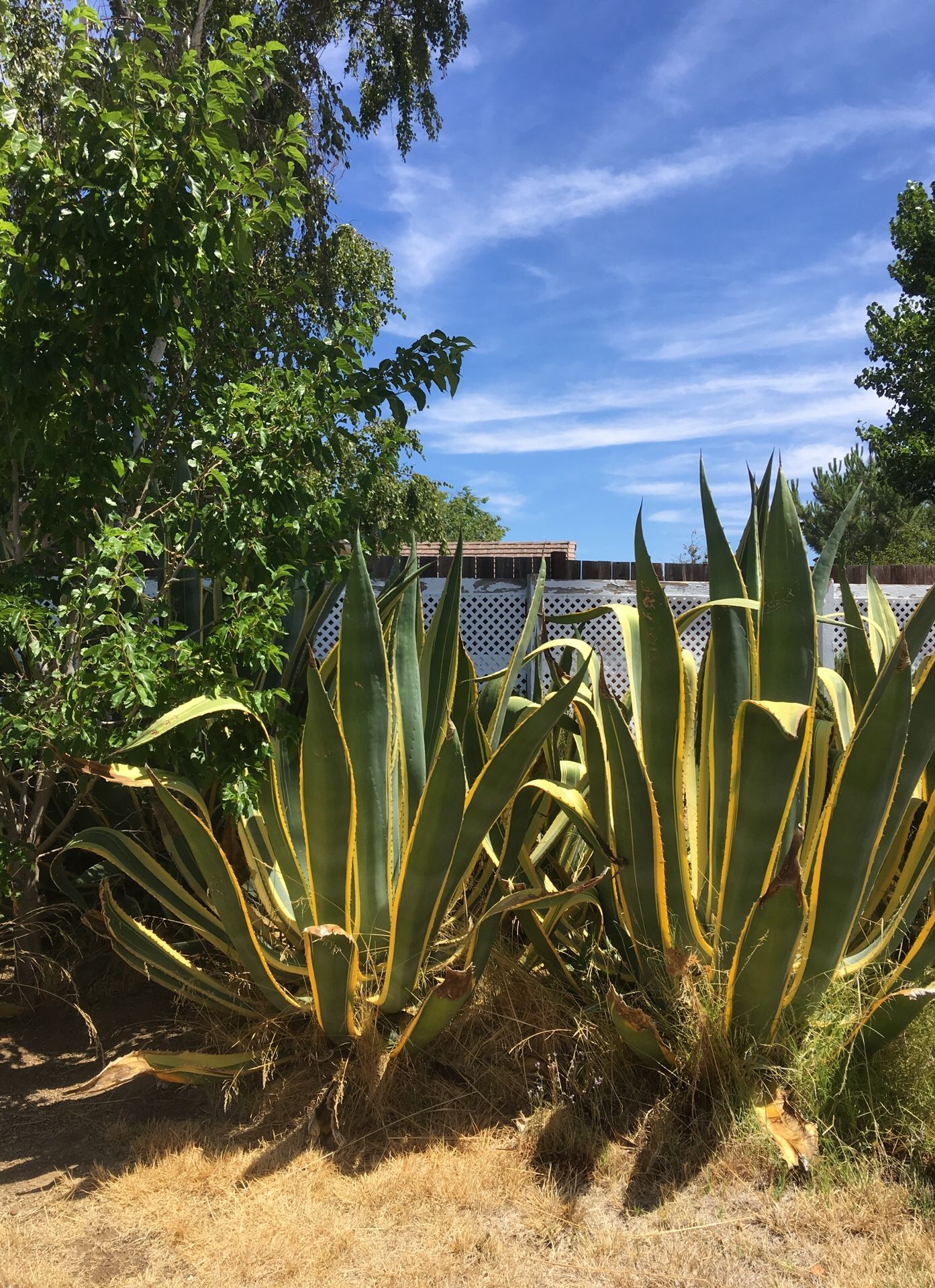 Agave plants