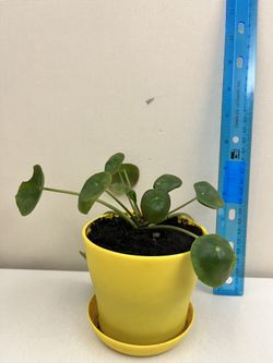 Chinese Money Plant (Pilea peperomioides)
