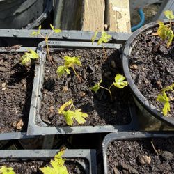 Japanese maple tree Saplings 