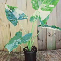 Alocasia Calidora Variegated Variagated 2-3ft Tall. Elephant Ear live plant