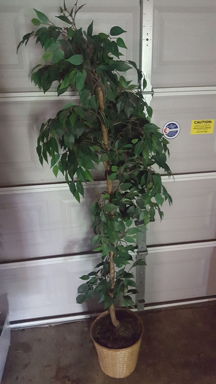 New fake plant could be used for a office, house, apt, etc..20 obo