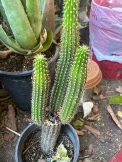 Cactus