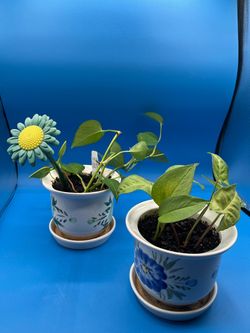 Photos Epipremnum potted indoor climbing vine
