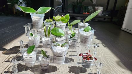 Hoya bundle, choose any 3 for $10