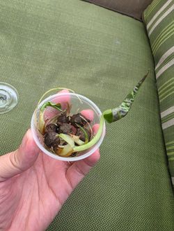 Lot of 7 Alocasia Regal Shields Corms (4 Already Sprouted)