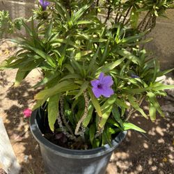 5 Gal Mexican Petunia 