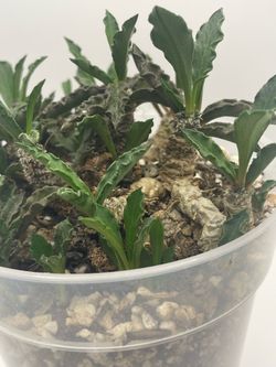 Euphorbia Francoisii