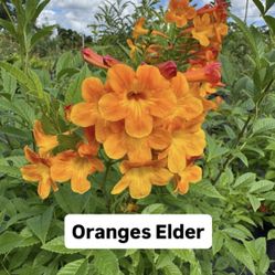 🧡 Orange Elder (Sambucus)