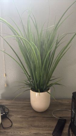 Plant (fake)