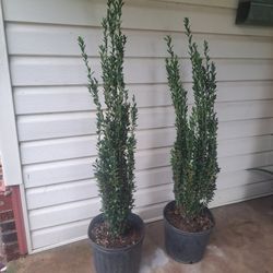 Sky Pencil Available. 