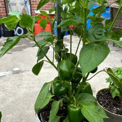 Green  Peppers Plants 