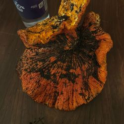 Big Lobster Mushroom