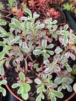 Local Succulent Growers “The Succulent Ladies” new spring crop