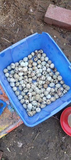 Quail Eggs