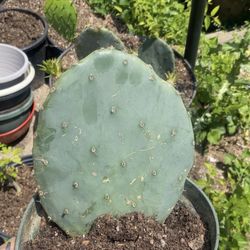 Prickly Pear Cactus House Plant 