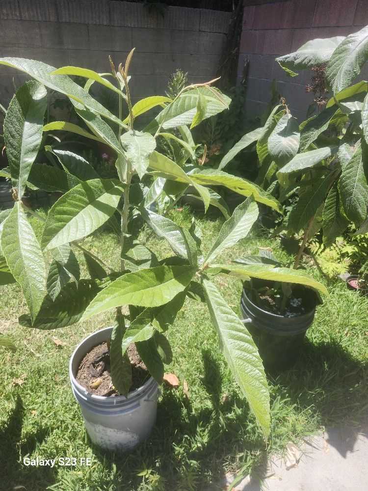 Mispero Arbol