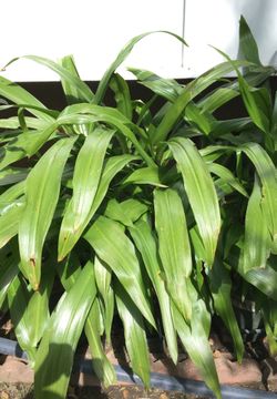 Lily plant in pot decorative white flowers
