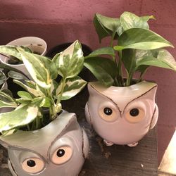 Pothos Njoy And Golden Pothos 