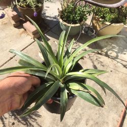 $5 pineapple plant in 1 gallon