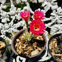 CACTUS PLANT IN BLOOM- $5 Each Pot