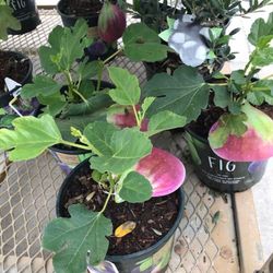 2 Olympian Fig Plants 1 Gallon Fully Grown Self Fruitful 2 Plants Pack