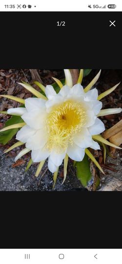Dragon fruit plant cuttings