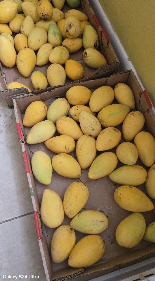 Phillipine  Pico Mango