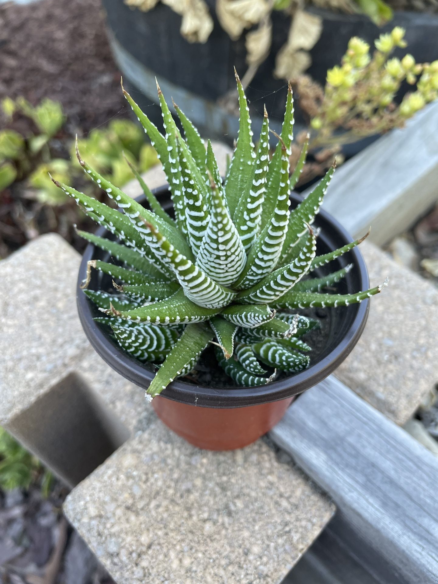 Zebra Plant
