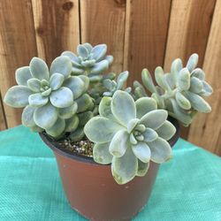 Amazing Succulent Natural Plant 