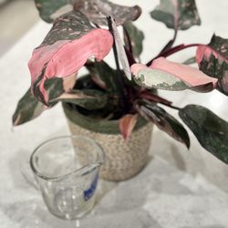 Pink Princess Philodendron 🪴 