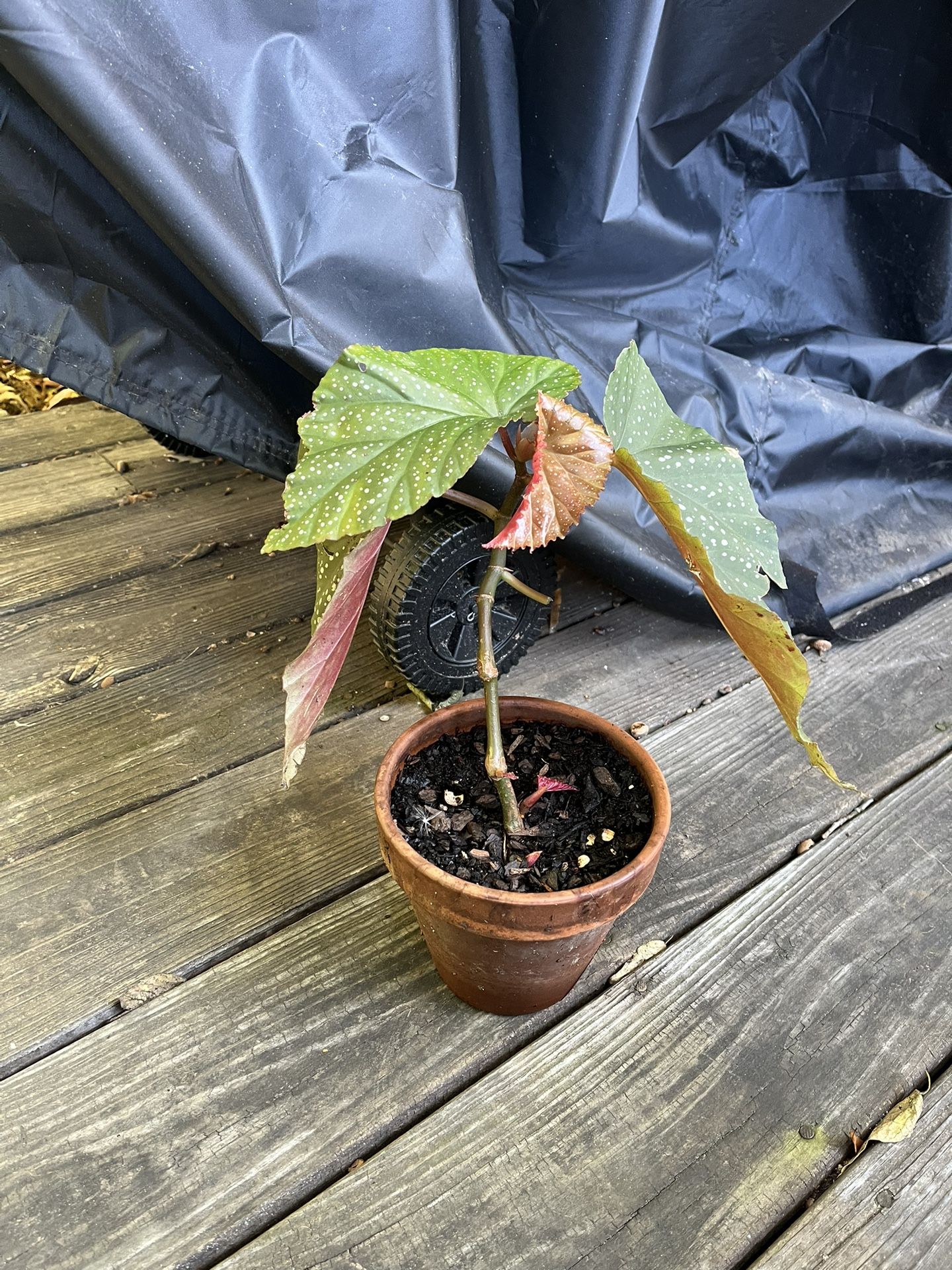 Angel Wing Begonia Lucerna Plant