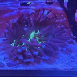 Saltwater Reef Fish Tank Decor 