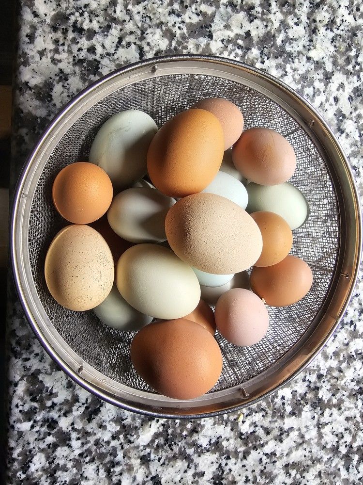 Fresh Eggs