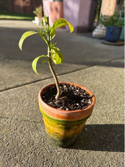 Lemon tree