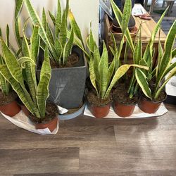 Snake Plants 15 Each