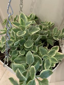 Variegated ice plant 