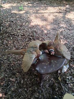 Vintage Taxidermy Pheasant Birds