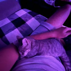 Cat For Sale