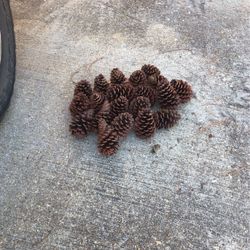 Pine Cones