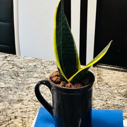 Sensevieria plant in Black Mug