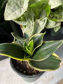 Bird nest plant
