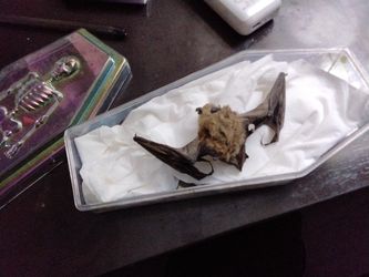 Naturally Preserved BAT