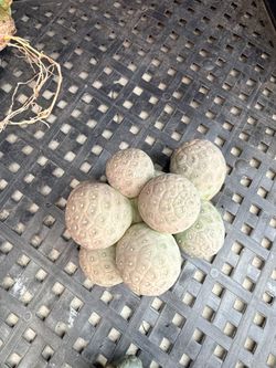 Tephocactus cactus