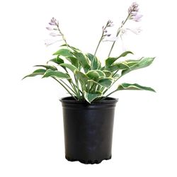Hosta 1Gal Plants 9 Each 