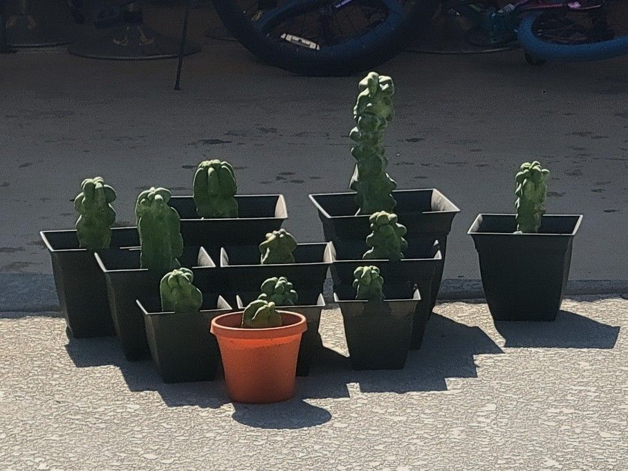 Totem Pole Cactus (Pachycereus schottii 'Monstrose') Cuttings & Potted Plants -