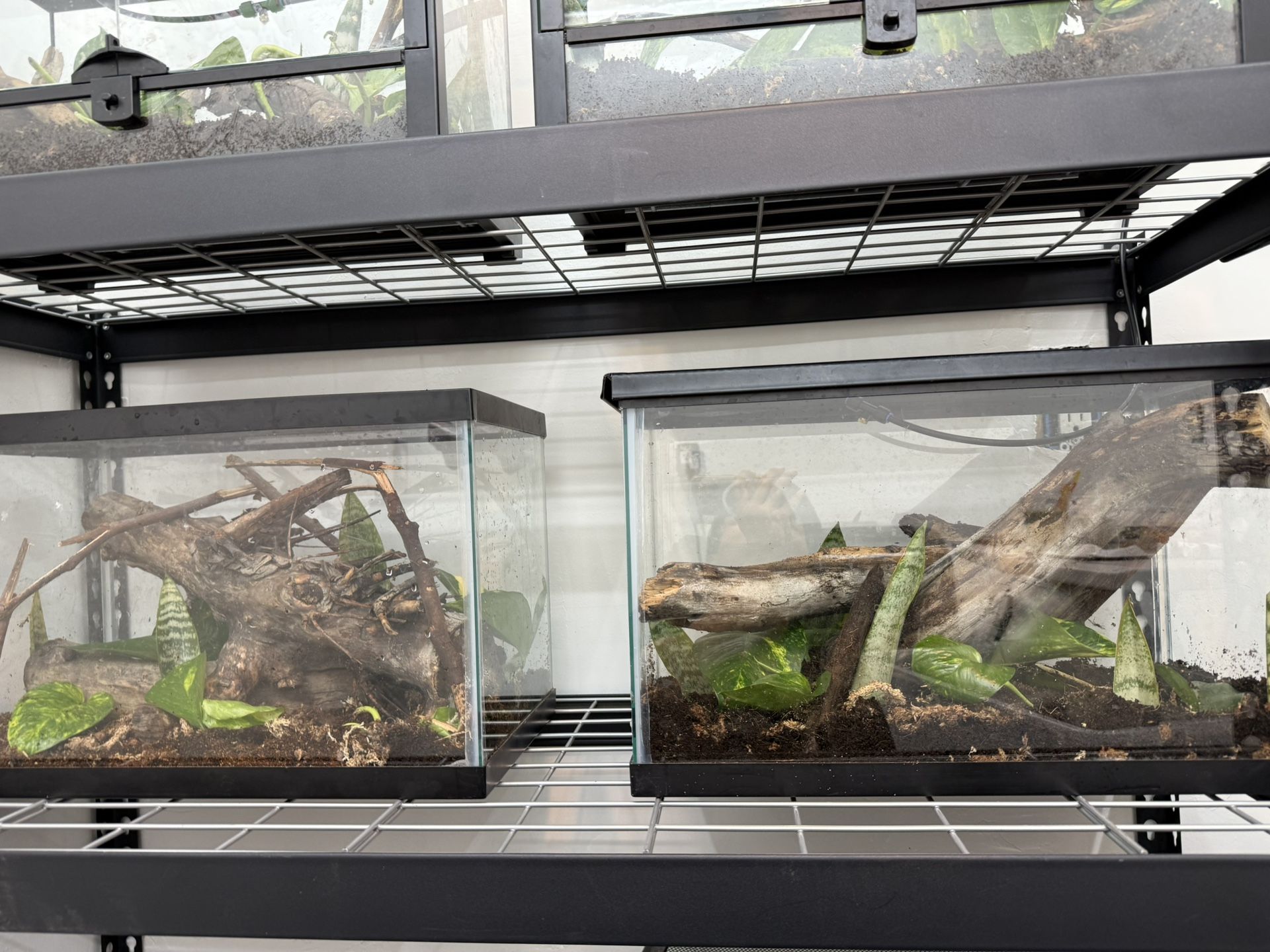 Cage Setups