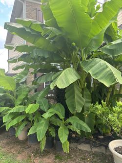 Banana Plants