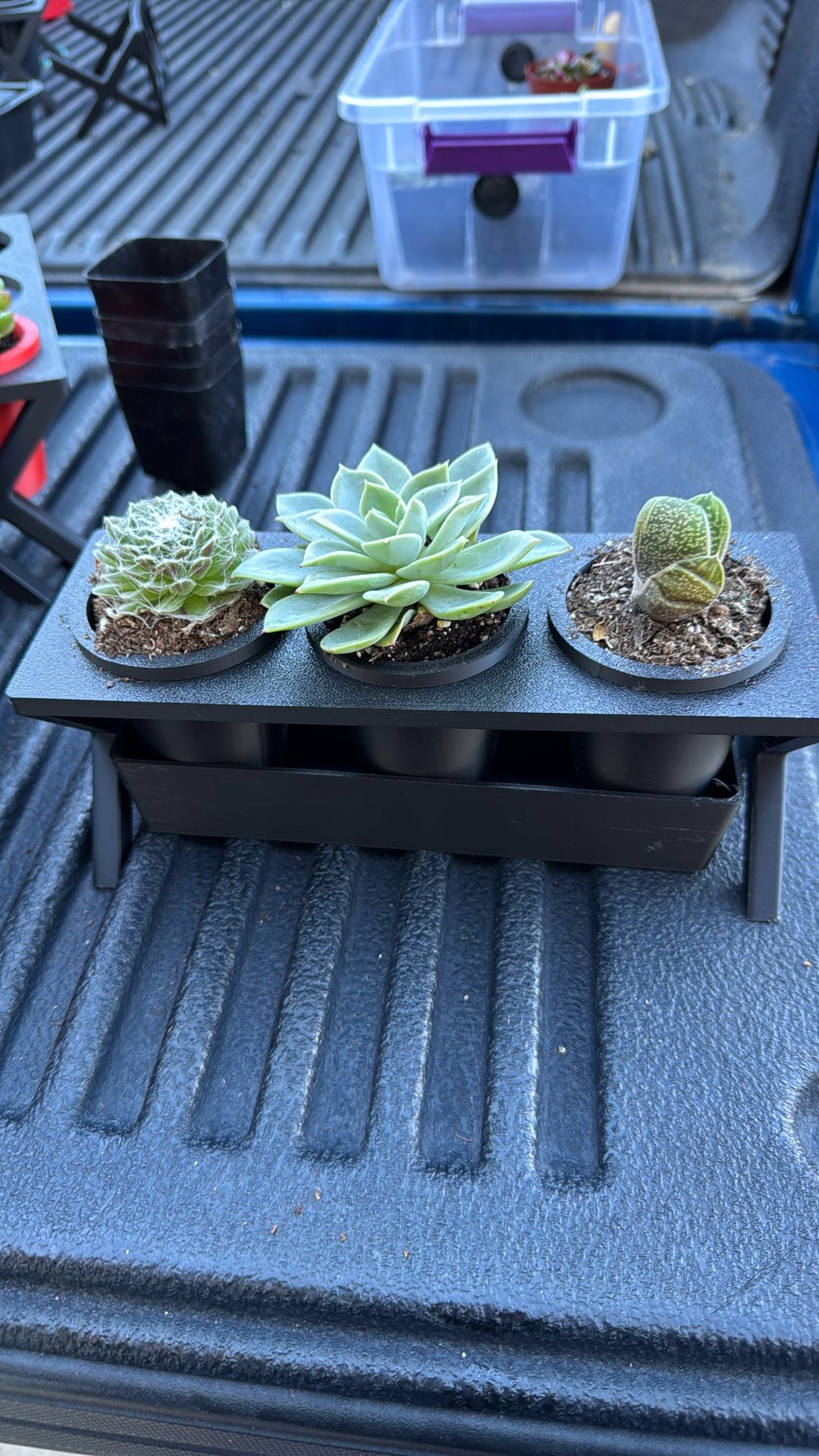 Succulent - Office Desk Planter