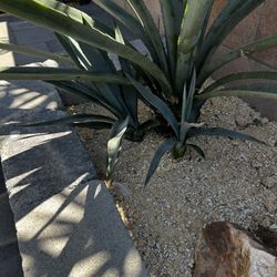Small Agaves